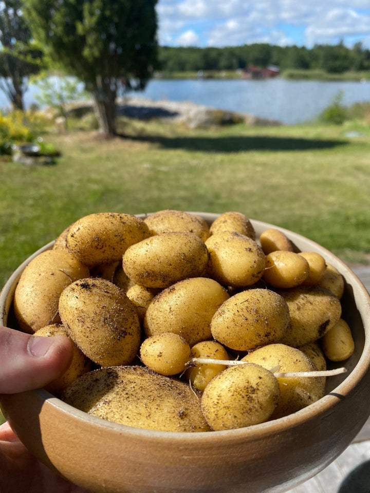 Koka färskpotatis till perfektion varje gång!